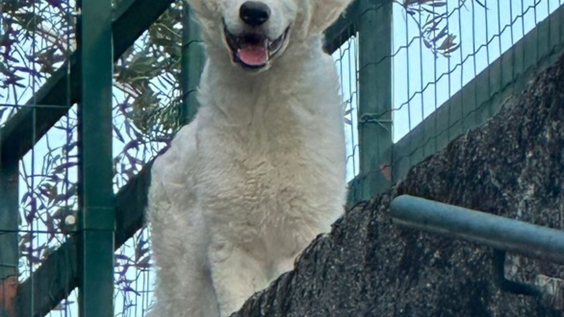 pastore maremmano selvaggio