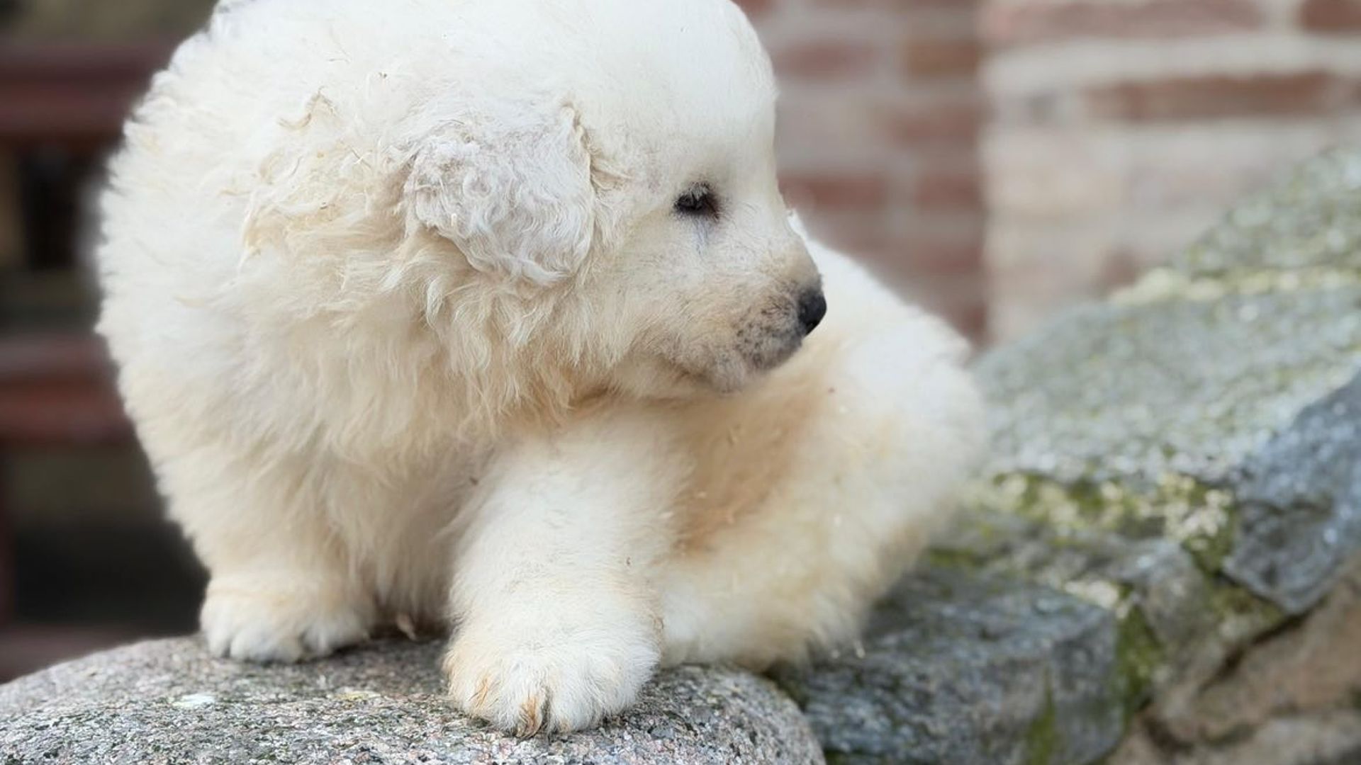 Talento Pastore Transumante