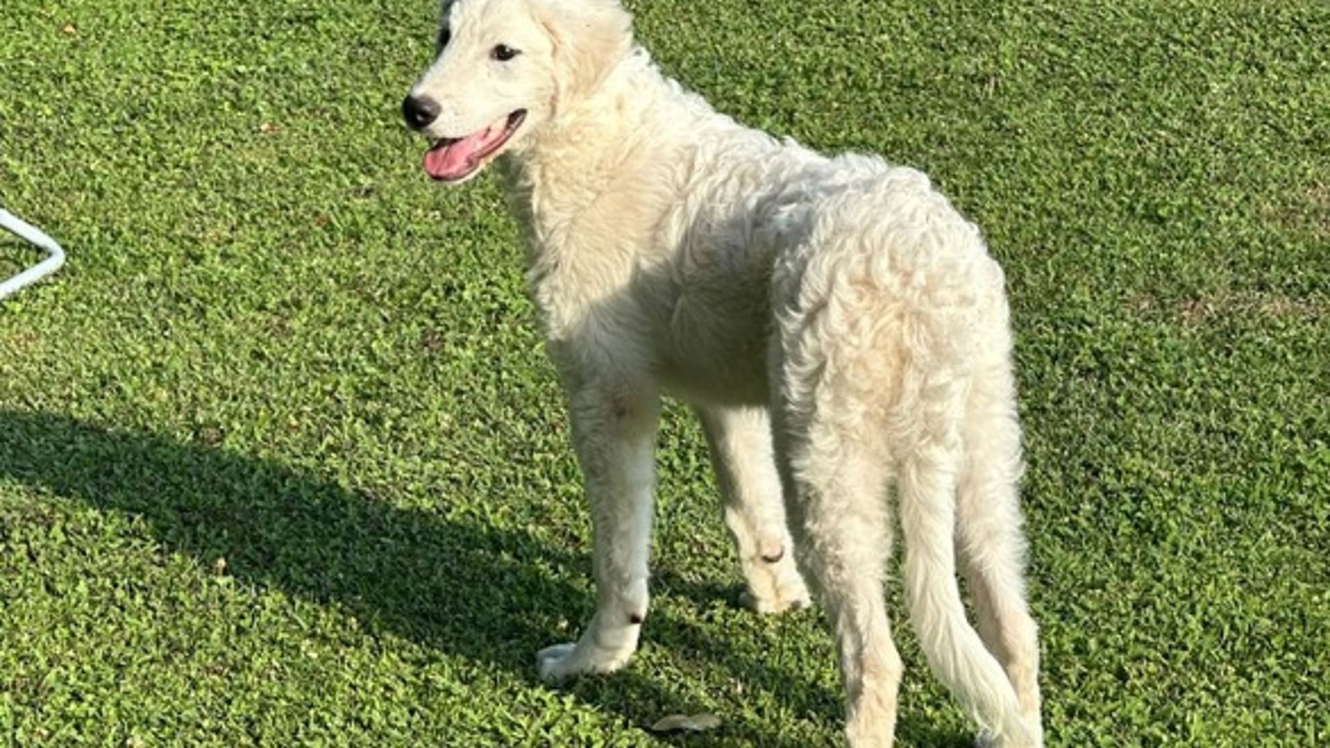 pastore maremmano selvaggio