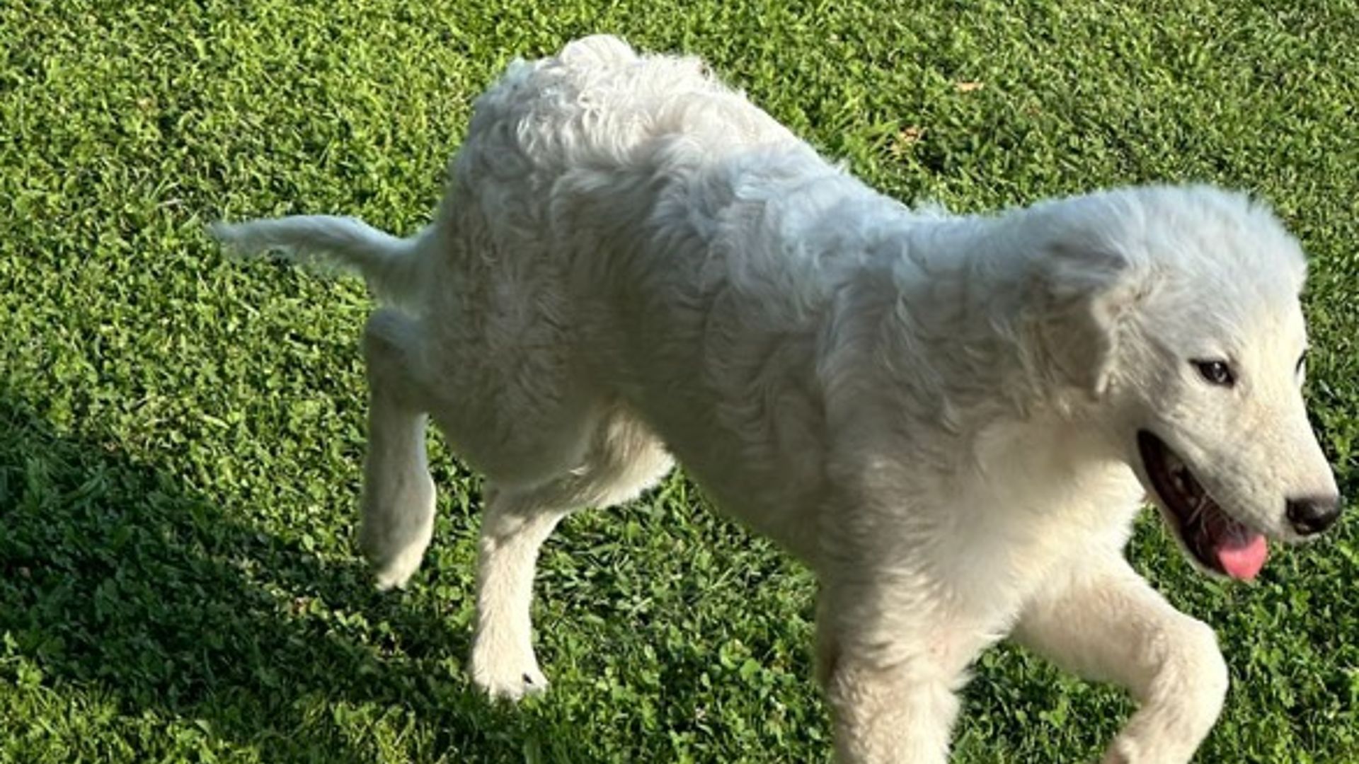 pastore maremmano selvaggio