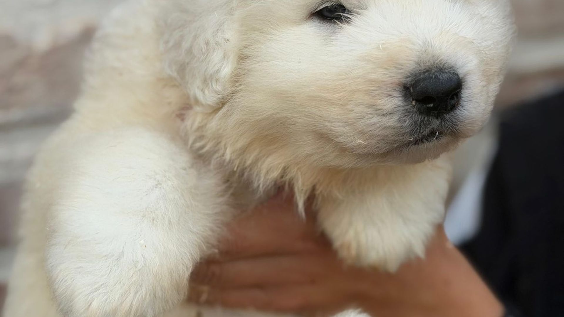 Talento Pastore Transumante