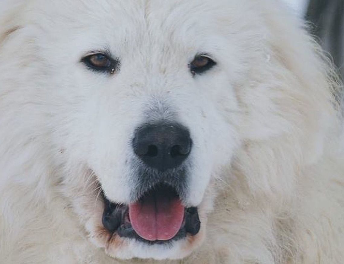 Esemplare di Pastore Maremmano Abruzzese